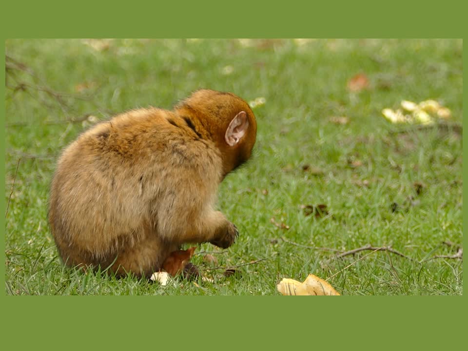 Cute monkey eats a pie