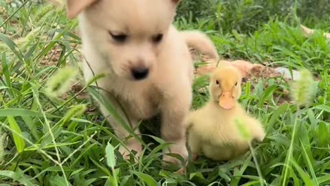 Dog takes his beloved duck to graze
