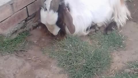 I Slapped This Goat whilst it was asleep.😂