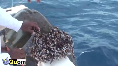 Removing Barnacles from the shell of SEA TURTLES in Mexico and Spain