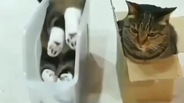 2 Cats Enjoy Their Boxes