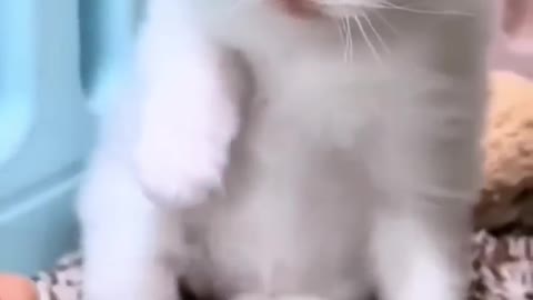 Cute cat funny cat 🐈 video #shorts #babycat #shorts 😍