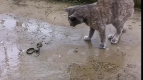 The cat and the snake