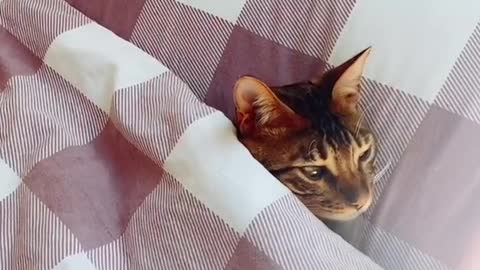 Cats are sleeping like humans