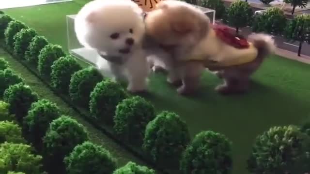 Dogs and Cats, Baby Pets Funny Videos