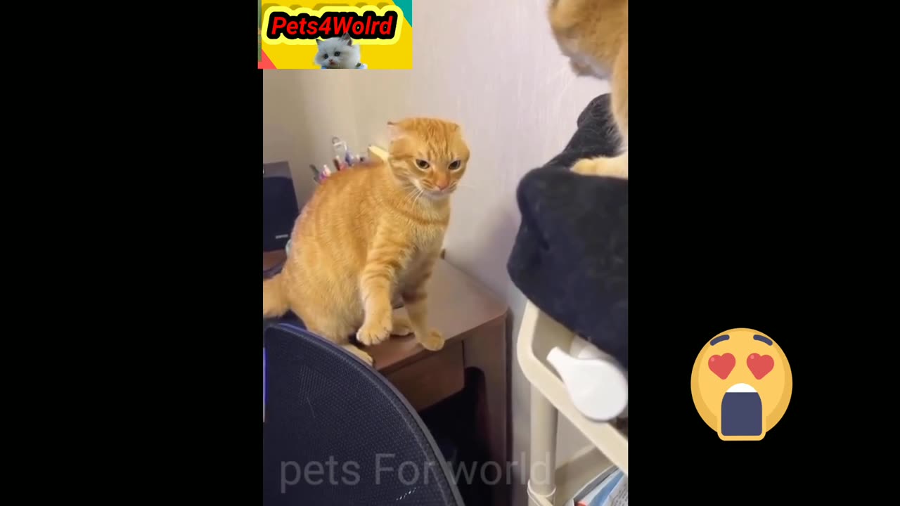 Funny Cat viral video(100% u laugh)