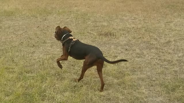 Playing with my hound
