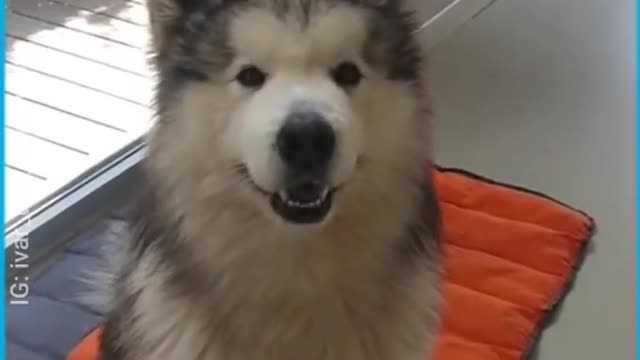 I Love Pets - Funny Pets Video Clips #Funny Pets
