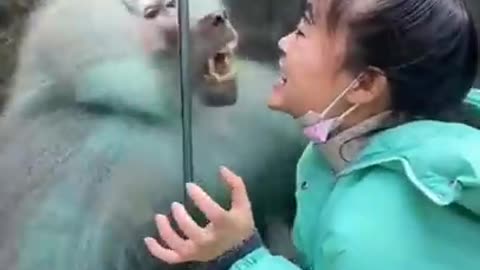 y videos _ bandar ki video _ monkey Tiktok _ #shorts #monkey #tiktok