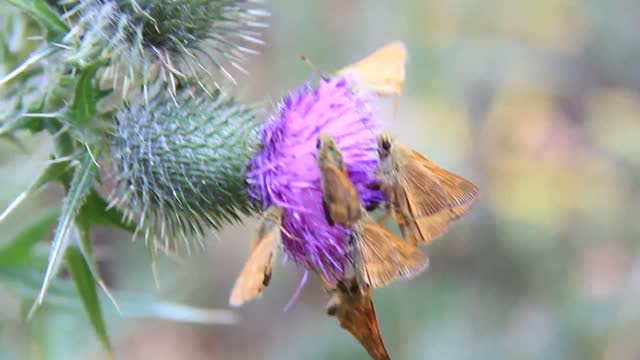 Attractive Bull Thistle