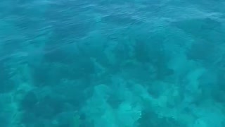 Miami Blue Vibes