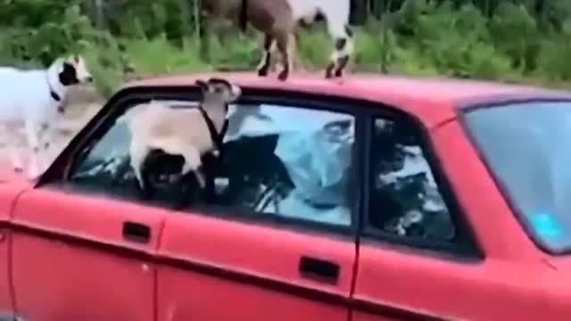 This is goat not god they are against the gravity how