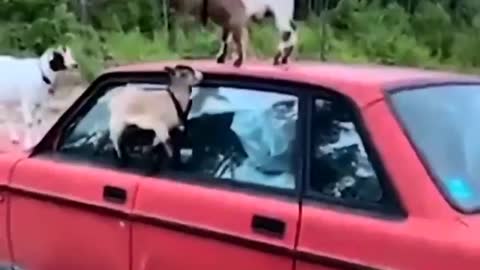 This is goat not god they are against the gravity how
