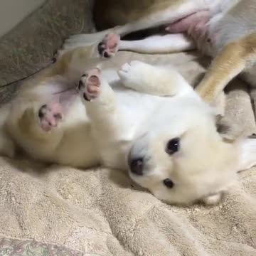 Lil baby puppies dogs funny