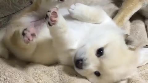 Lil baby puppies dogs funny