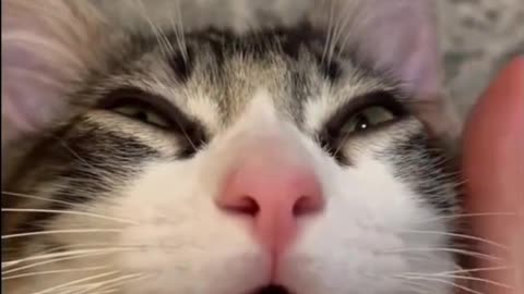 funny cats meowing