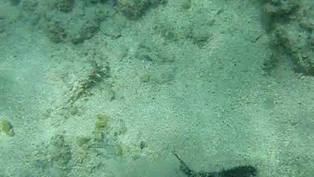 Brittle Star in the shallows