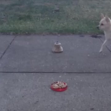 Stop! Go! Cute small dog