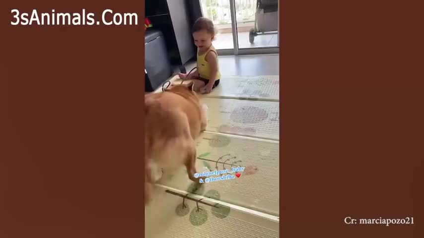 Adorable Puppies Love Babies Compilation -A Cute Puppy and Baby Videos 2021