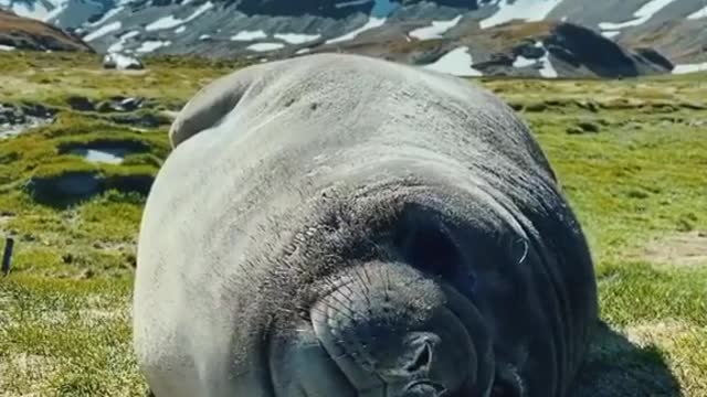 A seal afflicted with corona virus