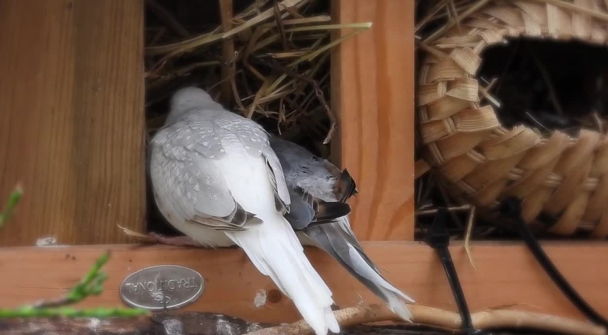 Amazing types of birds🦜😍😱