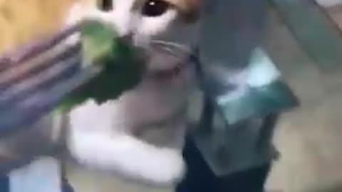 Funny cat