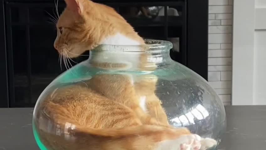Cat wow nice video