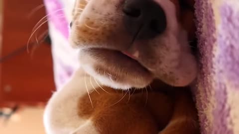 😁❤️Funny 😁dog videos😃 funny