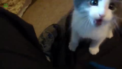 FUNNY CATS AND KITTENS MEOWING COMPILATIONS