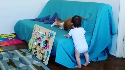 Adorable baby Tom watches fight between 2 kitties but accidentally they jumped fast at him