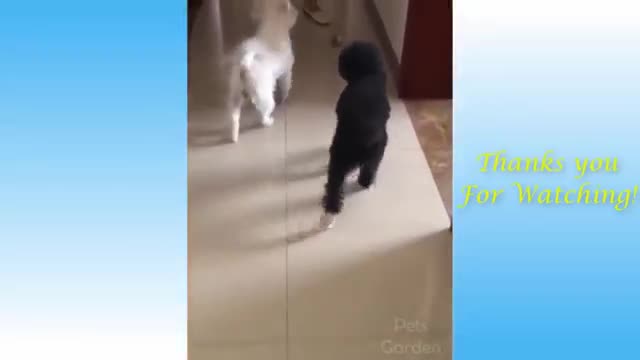 funny cats and dogs funny animals life,#animals, funny video funny video funny dogs funny catts