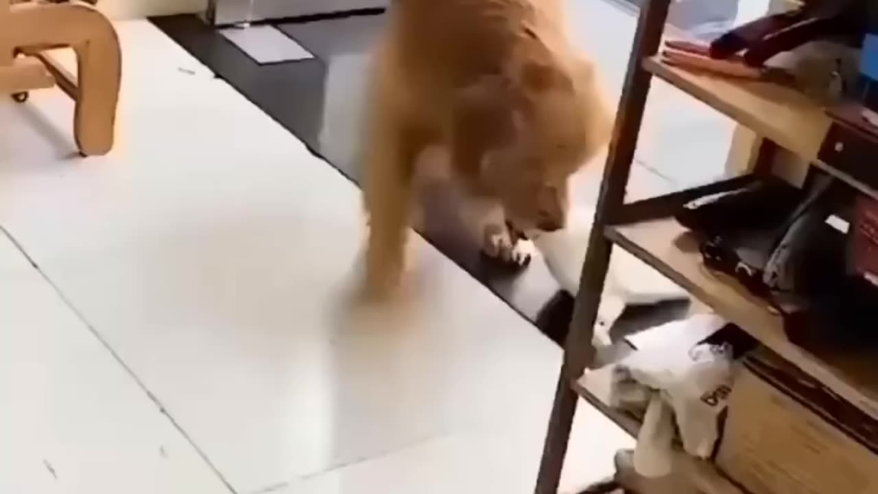 Unlikely Friendship: Astonishing Cat and Dog Duo!