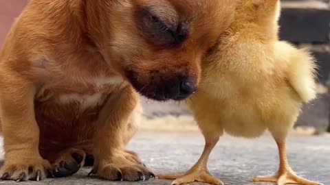 cute dog and baby ducks