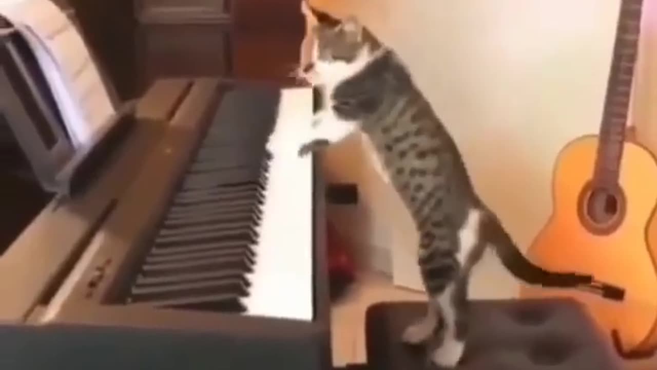 Cat Playing Piano - Name the song 😯