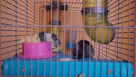 Little hamster eating on the playground with his mouse friend