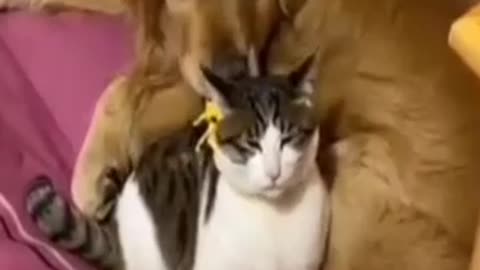 cat and dog funny