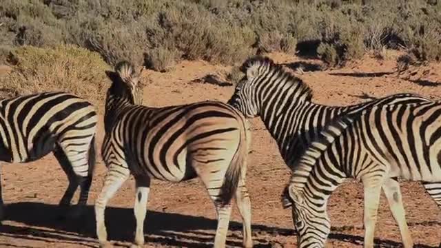 A monster donkey plays with its family