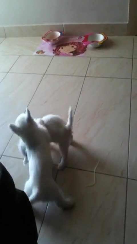 Trío de cachorros Westies comparte un adorable rato de juego