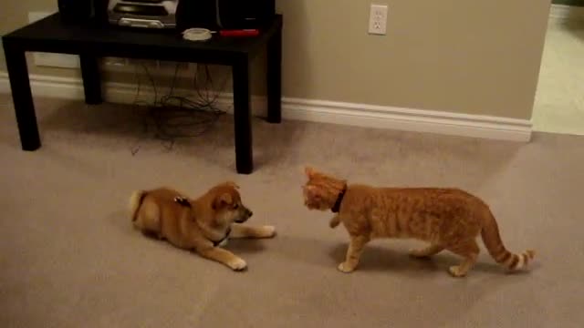 Cat vs puppy
