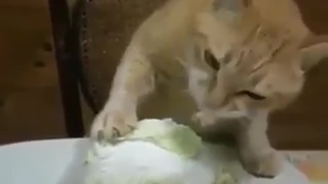 Must Watch!! Funny Cat Eating Cabbage !!