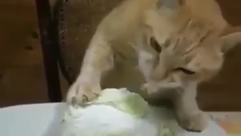 Must Watch!! Funny Cat Eating Cabbage !!