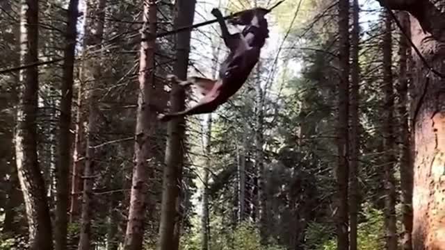 Amazing fly dog! Best video compilation about Amazing dogs