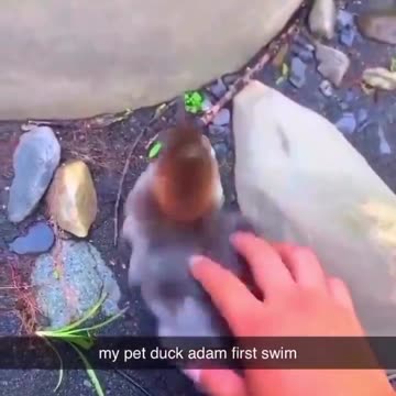 Palate Cleanser: "My Pet Duck Adam Going for His First Swim"