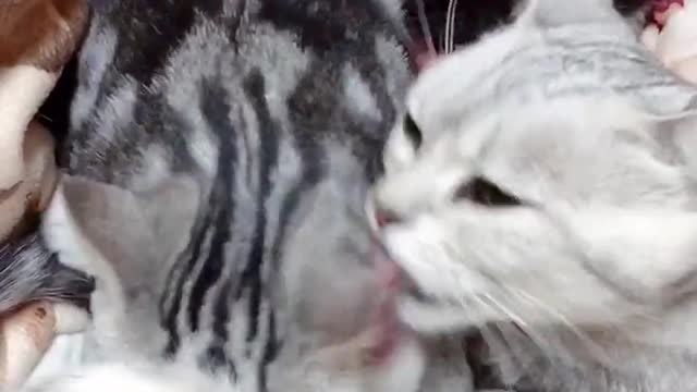 Two close kittens