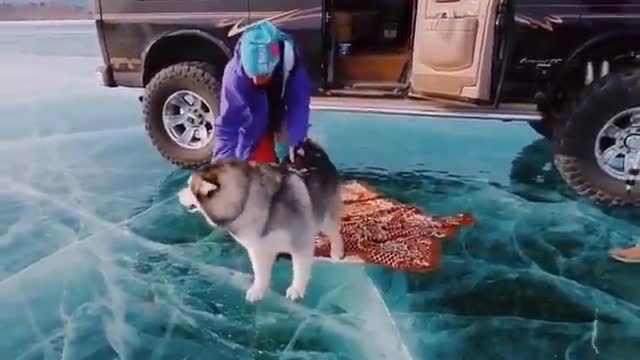 Dog scared to break the ice