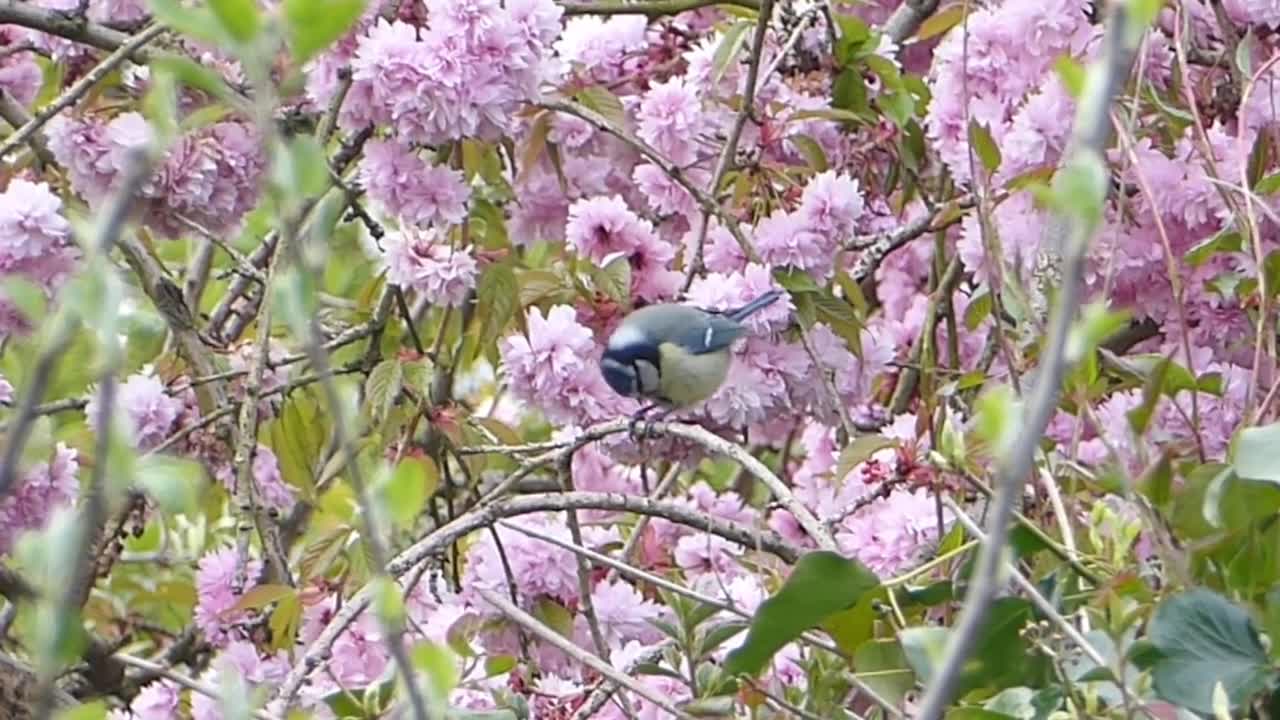 Spring bird swings.!!