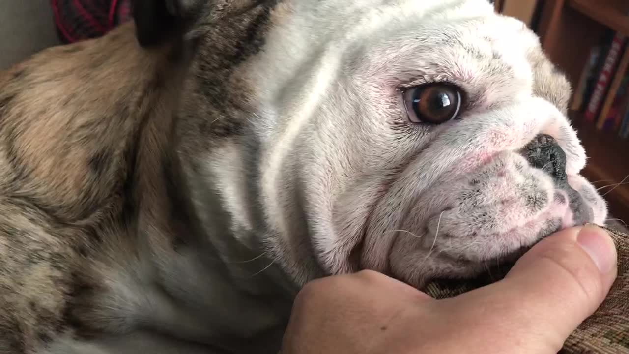 Needy Bulldog Makes It Difficult To Work From Home