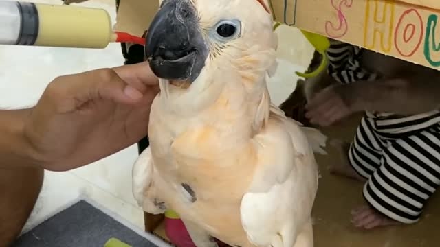 SMART MONKEY HELPS MAN FEED BABY PARROTS