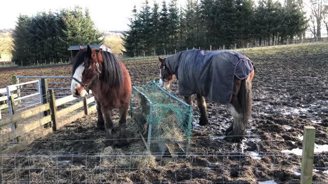 Two Horses Feeding On Dry Grass In A Ranch