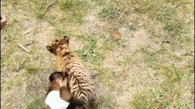 The little animals play with the breeder